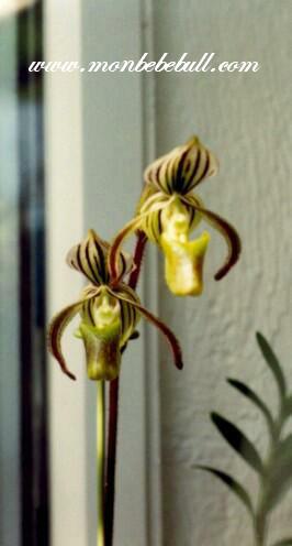 Paph randsii.jpg